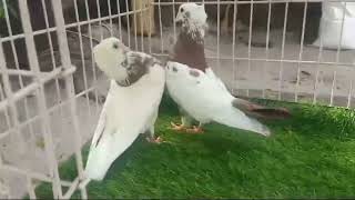 Teddy kabootar, Lahori siraji kabutar, Mukhikabutar, new good pigeon video