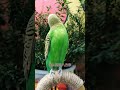 年轻人养宠图鉴 夏日萌友季 带着宠物去赏花 birds cutebird cuteparrot