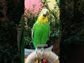 年轻人养宠图鉴 夏日萌友季 带着宠物去赏花 birds cutebird cuteparrot