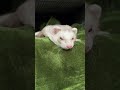 he’s sleepy ferret 🐭 cinnamon