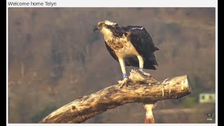 Welcome home Telyn! Blue 3J returns to Dyfi Osprey Project 28 Mar 2022