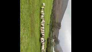 LOT 18 - BELL PT 1 - 5/2/25 TIMED INTERNET AUCTION OF WORKING SHEEPDOGS