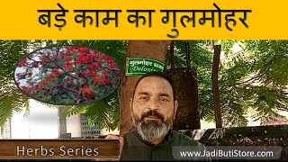 Gulmohar ke ayurvedic Fayde | गुलमोहर के फायदे | Delonix regia | JadiButi Store