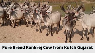 Old Bloodline Kankrej Cow From Kutch | शुद्ध नस्ल की कांकरेज गाय कच्छ से | Indian Desi Cow Group