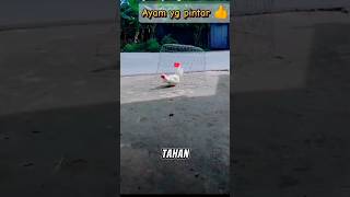 ayam yang pintar #shortvideo