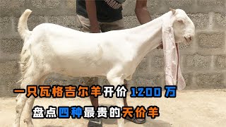 一只瓦格吉爾羊1200萬，盤點四種“天價羊”，為啥一只羊如此貴？