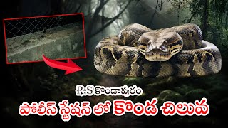 ఆర్.ఎస్. కొండాపురం పోలీస్ స్టేషన్ లో కొండ చిలువ  | ACN News