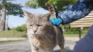 今朝は猫好きなお兄さんから触られてたグレーちゃん❗人気者だね‼️MAMA のチャンネル視てくれるみたいで、用事でこちらの県に！北海道からとでビックリ‼️これからも宜しくなんだニャン❤️