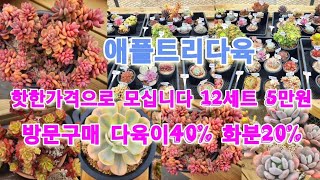 #애플트리다육묵은둥12세트5만원특가무조건구매찜#방문구매다육이40%화분20%합니다#라울#창종류#샤포테#홍미인#매직잼골드