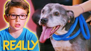 Family Adopt A Furry Friend For Their Anxious Dog | Pit Bulls & Parolees