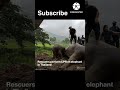 Rescuers perform CPR on elephant in Thailand