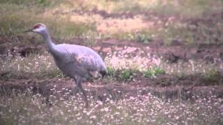 野鳥撮影・ 迷鳥 カナダヅル　Sandhill Crane 2