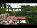 ANALISA USAHA PORANG dari bibit umbi 2 ons.