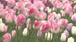 国営武蔵丘陵森林公園　早咲きのチューリップ見ごろ／埼玉県