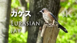 野鳥撮影・ 野鳥動画・山で出会ったカケス・Eurasian jay・4K