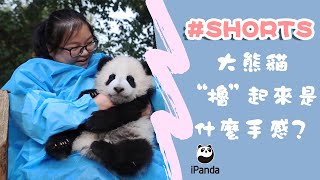 大熊貓“擼”起來是什麼手感的？ | iPanda熊貓頻道 #Shorts