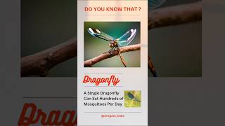 Dragonfly eating mosquito | Secret world of Dragonflies | #facts #कृषि