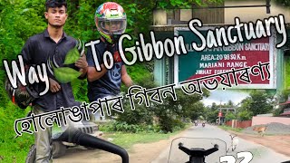 💥One Day in Hoollongapar গিবন অভয়াৰণ্য//The Famous Sanctuary for Gibbon🦥@betterwithgogois