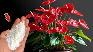 Do This Quickly! Anthurium Grows Thousands Of Roots And Flowers Overnight!