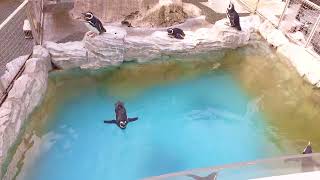 Penguins swim, play||Pengun aquarium, Nagasaki, Japan 4K (HD)