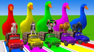 5 Giant Duck Cartoon,Cow,Elephant,Lion,Dog,Bear,Tiger Paint Wild Animals Crossing Fountain Animation