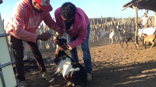 Mira como Luis Miguel desparasita  y le pone vitaminas a los chivos de la hacienda Jeribel 🐐🇩🇴🐐