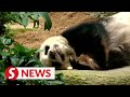 'Longest-living' male giant panda dies at 35