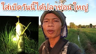 ใส่เบ็ดในนาข้าวหมานปลาช่อนใหญ่#เบ็ดสูตรใหม่ใส่ไม่เคยพาด