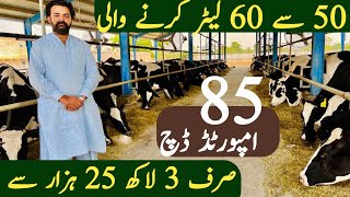 Imported HF Cows | Best Australian cows | Red Friesian cows | sargodha Pakistan | Jani Best