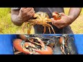 Big Mud Crabs // Catch, Cook And Eat