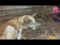 elderly street dog s miraculous rescue rebuilding hope in omp cuttack odisha animalshelter rescue