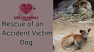 Elderly Street Dog's Miraculous Rescue: Rebuilding Hope in OMP, Cuttack, Odisha#animalshelter#rescue