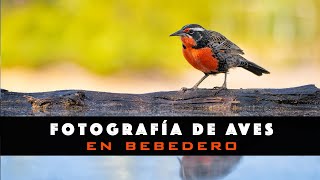 Fotografía de Aves en Bebedero