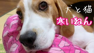 寒いとママにくっついてくるモフモフたち。シニア猫とビーグル犬さつき氏 Senior cats \u0026 Satsuki the Beagle