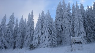 4K HD Snowfall Top Of The Christmas Tree With Bird Sound - Peaceful Snowing Relaxing Snowfall Video