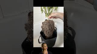 Growing Marijuana Root structure