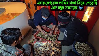 এবার কোয়েল পাখির বাচ্চা নিয়ে,,পড়েছি এক মধুর সমস্যায় 🐦