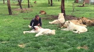 Tiger Saves Man From A Leopard Attack | Save Tigers | Real Footage |
