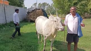 Amazing Pregnant Hallikar cow of Farmer Ajjinappa, Gattahalli, Sarjapura hobli, Anekal Taluk