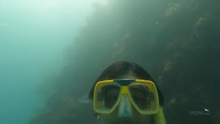 Diving the Great Barrier Reef. (PTO extras)