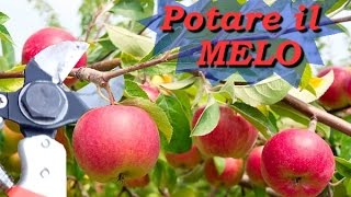 POTARE IL MELO