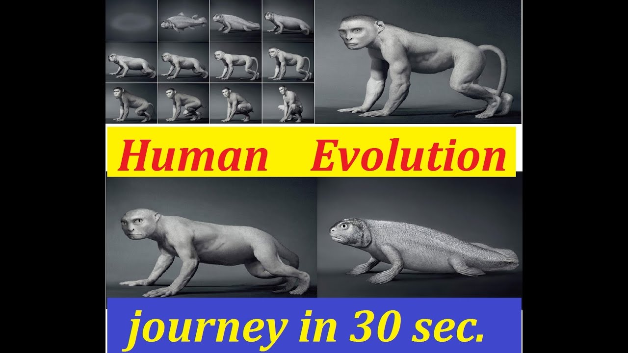 Human Evolution Journey Time-lapse In 30 Seconds..homo Sapiens,,great ...