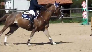 C.S.O. As Poney 2 - Noémie et Rosée