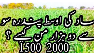 Kamad Ki Fasal Ke Bary Main Malomat|1500-2000 Man Fi Acr|Full Information About Sugercane