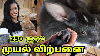 முயல் பண்ணை / Rabbit sales theni / delivery available / rabbits farm video / முயல் sales / Rabbit