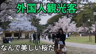 外国人観光客🦌なんて美しい桜だ🌸奈良公園　Nara Park Japan🇯🇵