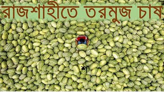 রমজানে রাজশাহীতে সবুজ তরমুজ || Green watermelon in the red soil of Rajshahi ||