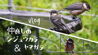 vlog /窓越しの野鳥撮影そっと窓を開けてみたら/ユニークなヤマガラ