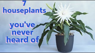 7 Easy Houseplants You’ve NEVER Heard Of! (Perfect for Beginners!)