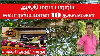 அத்தி மரம் பற்றிய சுவாரஸ்யமான 10 தகவல்கள் | 10- intersting and amezing fact in fig tree.